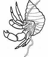 Crab Hermit Jellyfish Crabs sketch template