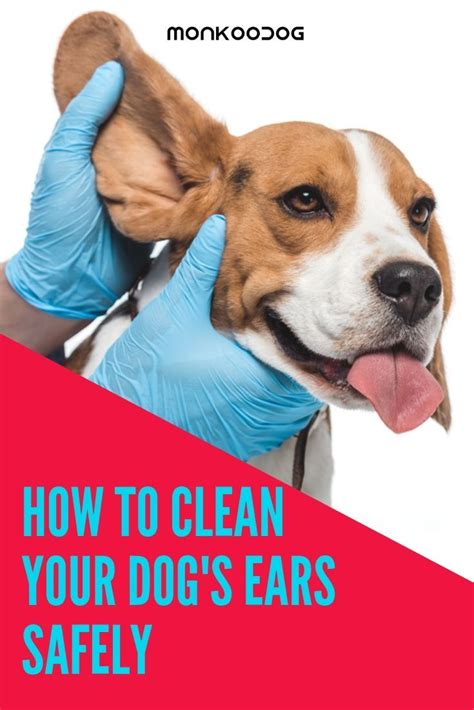 clean  dogs ears safely dogs ears infection smart dog dogs