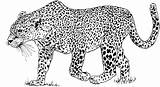 Leopard Ausmalbild Leopardo Colorear Kolorowanki Pantera Kolorowanka Gepard Disegno Ausmalen Kleurplaat Malvorlagen Leopards Leopardi Gevaarlijk Jachtluipaard Cammino Kleurplaten Lampart Druku sketch template