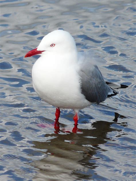 red billed gull new zealand birds online