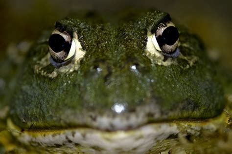 african bullfrog amphibian rescue  conservation project