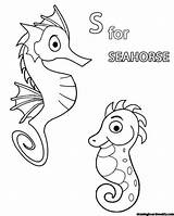 Seahorse Pages Cool2bkids Carle sketch template