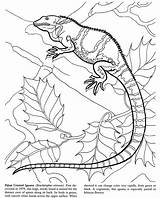 Coloring Pages Reptiles Reptile Adults Animals Lizards Color Colouring Adult Dover Publications Book Doverpublications Books Visiter sketch template