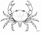 Crab Coloring Pages Mud Drawing Printables Crabs Supercoloring Categories sketch template