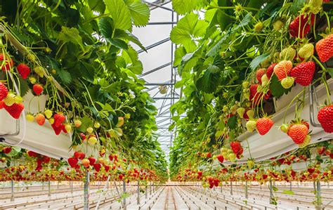 china stawberry hydroponic greenhouse soilless culture