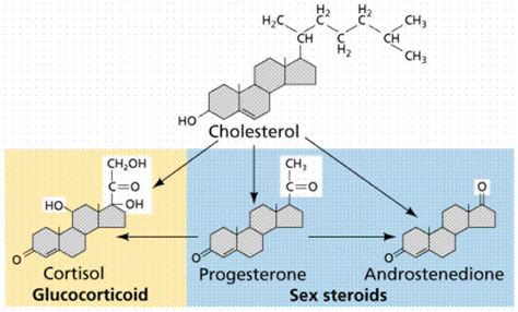 the endocrine system