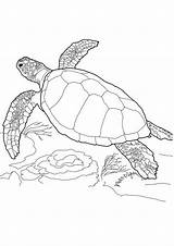 Turtle Coloring Pages Sea Printable Cute Color Turtles Drawing Colouring Choose Board Animals Junction Mom Getdrawings Getcolorings Animal Part sketch template