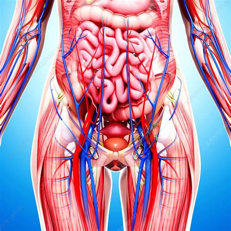 Internal Female Human Anatomy Illustration Of Female Digestive System