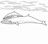 Whale Minke Baby Mother Coloring Pages Color Categories sketch template