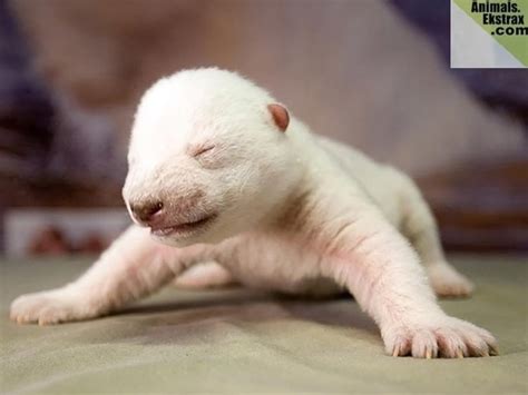 super cute  born baby animals tail  fur