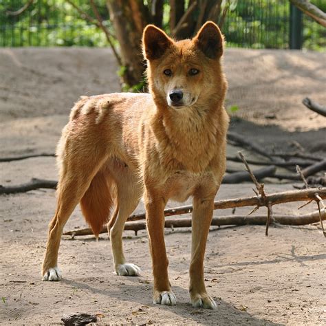 dingo dingo canis lupus dingo tierpark berlin germany  flickr