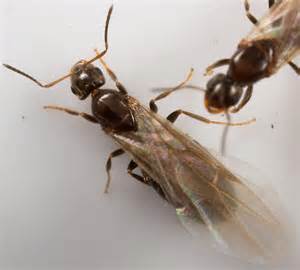 queen ants drones brachymyrmex patagonicus bugguidenet