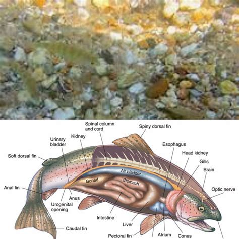trout anatomy anatomy diagram book
