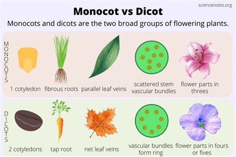monocot  dicot     difference