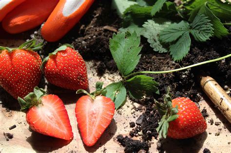 easy tips  grow strawberries  seed