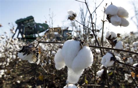 congress  stop promoting cotton subsidies  benefit  cotton