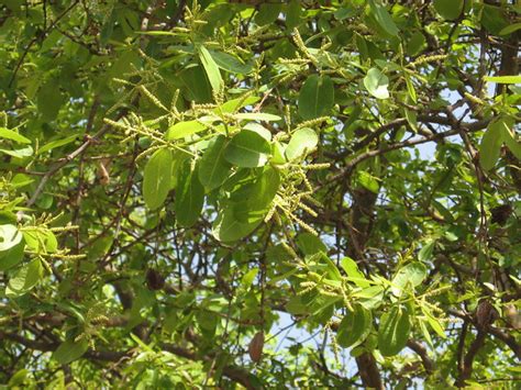 arjun treeflowers terminalia arjuna  info click flickr