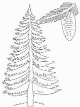 Coloring Pages Trees Tree Pine Printable Drawing Coniferous Spring Template Drawings Pencil Print Getcolorings Color Deciduous Contains Fruit Section Both sketch template