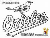 Baltimore Orioles Sox Everfreecoloring Colouring Designlooter Library Clipart Finch sketch template