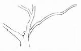Draw Trees Branches Tree Branch Drawing Drawings Trunk Overlapping Line Oak Johnmuirlaws Nature 3a Trunks Paintingvalley Greater Closest Pressure Start sketch template