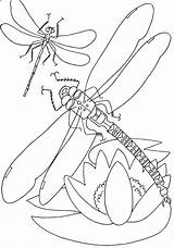 Coloring Pages Insect Print sketch template