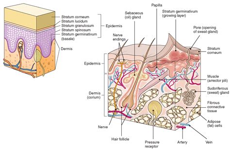 integumentary system structure  function nursing part