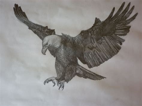 draw  eagle flying    draw
