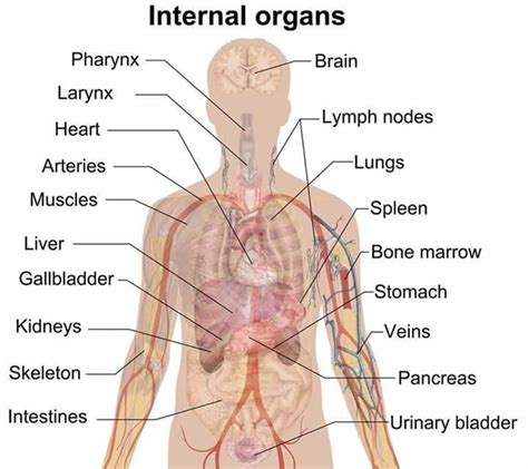 human body parts  internal body parts vocabulary eslbuzz