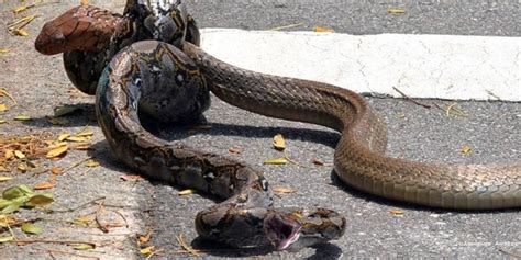 python  king cobra fight caught  camera  singapore huffpost uk