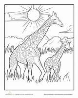 Coloring African Pages Animal Giraffe Baby Mother Grassland Colouring Color Savanna Adult Kids Savannah Animals Drawings Worksheets Printable Drawing Sheets sketch template