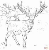 Deer Coloring Red Pages Mule Printable European Dear Western Supercoloring Drawings Comments sketch template