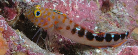 triplefin blenny   wallpapers nice triplefin blenny pictures