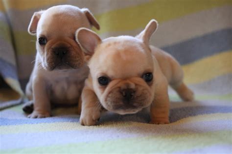 baby henry baby french bulldog french bulldogs english terrier cute faces frenchie yorkie