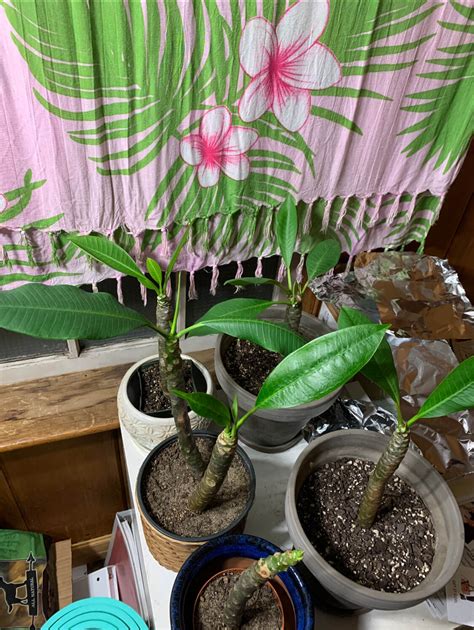 awesome tips  plumeria growing success  hawaiian plants
