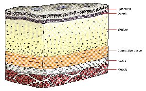 subcutaneous fat layer  homo