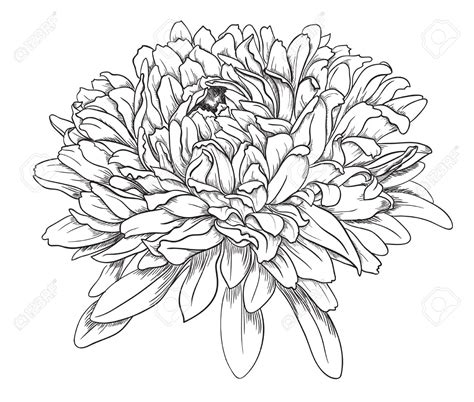 chrysanthemum drawing  getdrawings