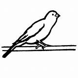 Bird Canary Coloring Pages Wild Branch Standing Tree sketch template