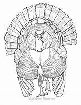 Coloring Pages Thanksgiving Turkey Hard Printable Drawing Color Adults Book Advanced Drawings Comments Difficult Getdrawings Library Clipart Getcolorings sketch template