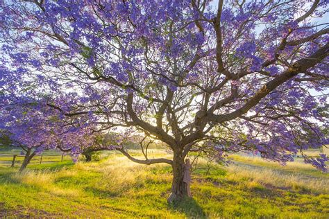hd wallpaper trees jacaranda model blossom spring purple