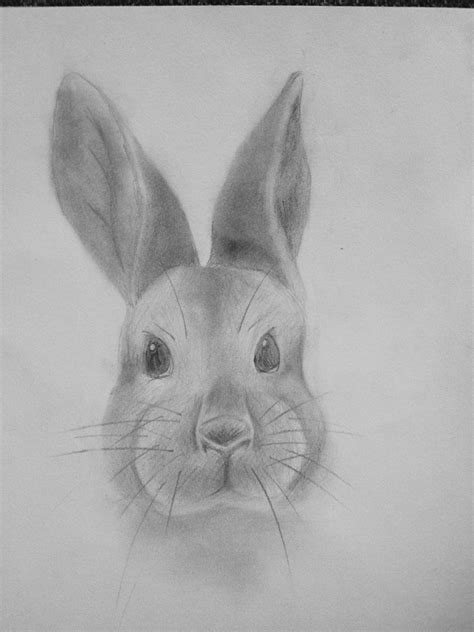 bunny face drawing  paintingvalleycom explore collection  bunny