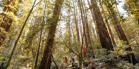 visit california redwoods sonomacountycom