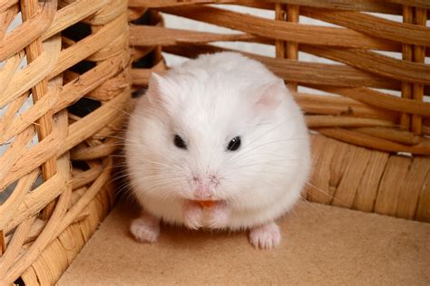 facts  dwarf hamsters cute    small packages