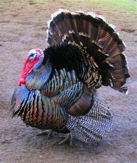 bronze turkey cooking wiki