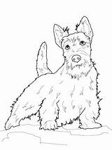 Terrier Coloring Scottish Pages Scottie Dog Boston Dogs Yorkshire Printable Drawings Highland Color Line Pyrenees Great Colouring West Clip Yorkie sketch template