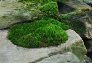 grow moss moss  stone gardens