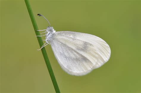 species champion   wood white butterfly butterfly conservation