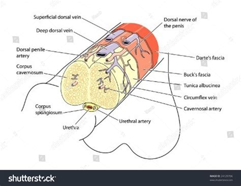 penis anatomy image