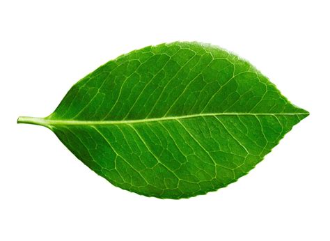 identify deciduous trees   leaves