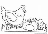 Mewarnai Ayam Tk Paud Binatang Hewan Poule Mewarna Coloriage Belajar Tumbuhan Poussins Ikan Kumpulan Poussin Bebek Aneka Fete Ecoles Pesawat sketch template