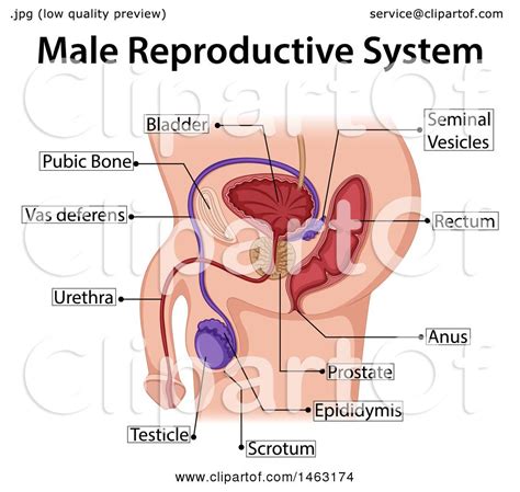 clipart of a medical diagram of the male reproductive